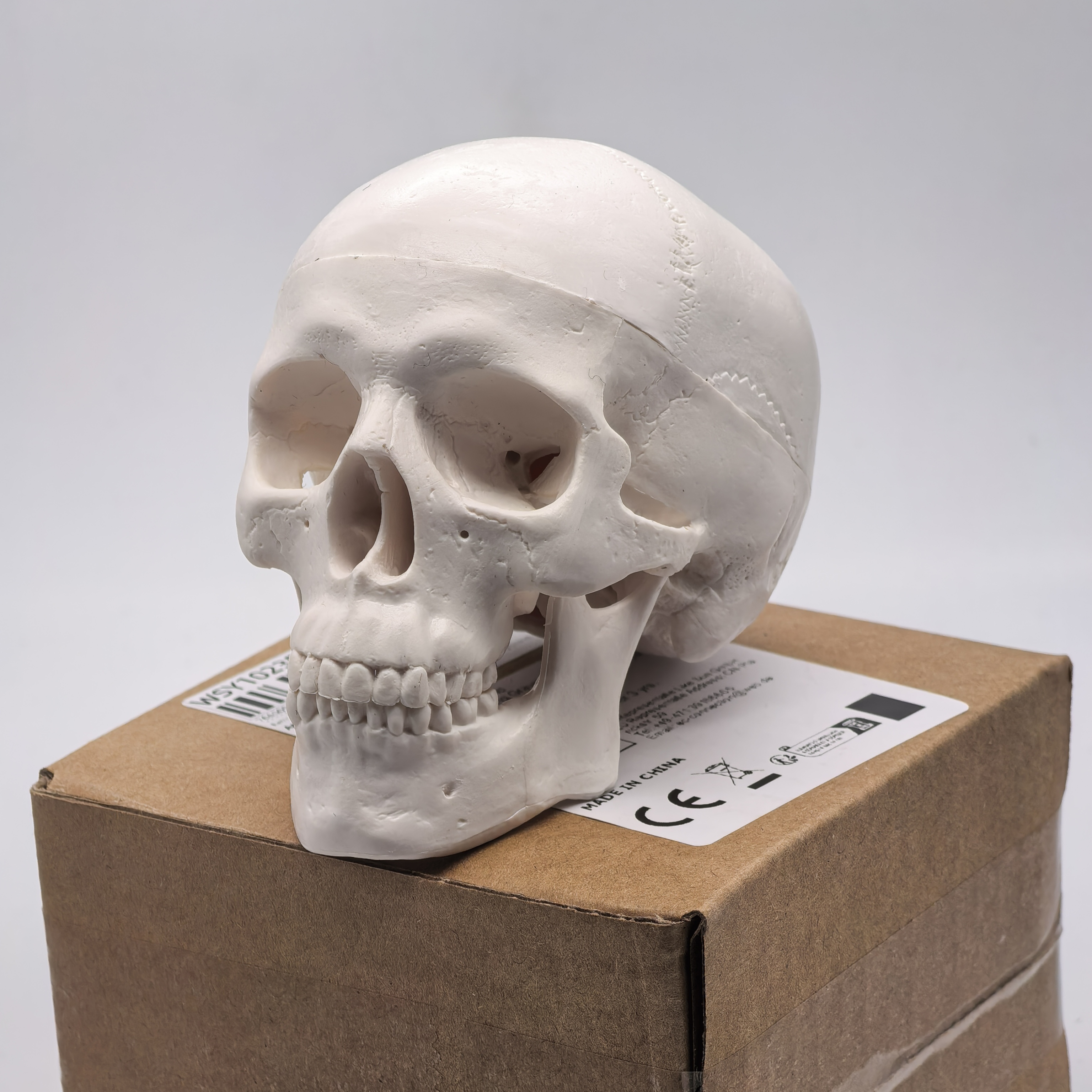 table Human Skull Model - Anat – Science For K1 Bewertung und Preis