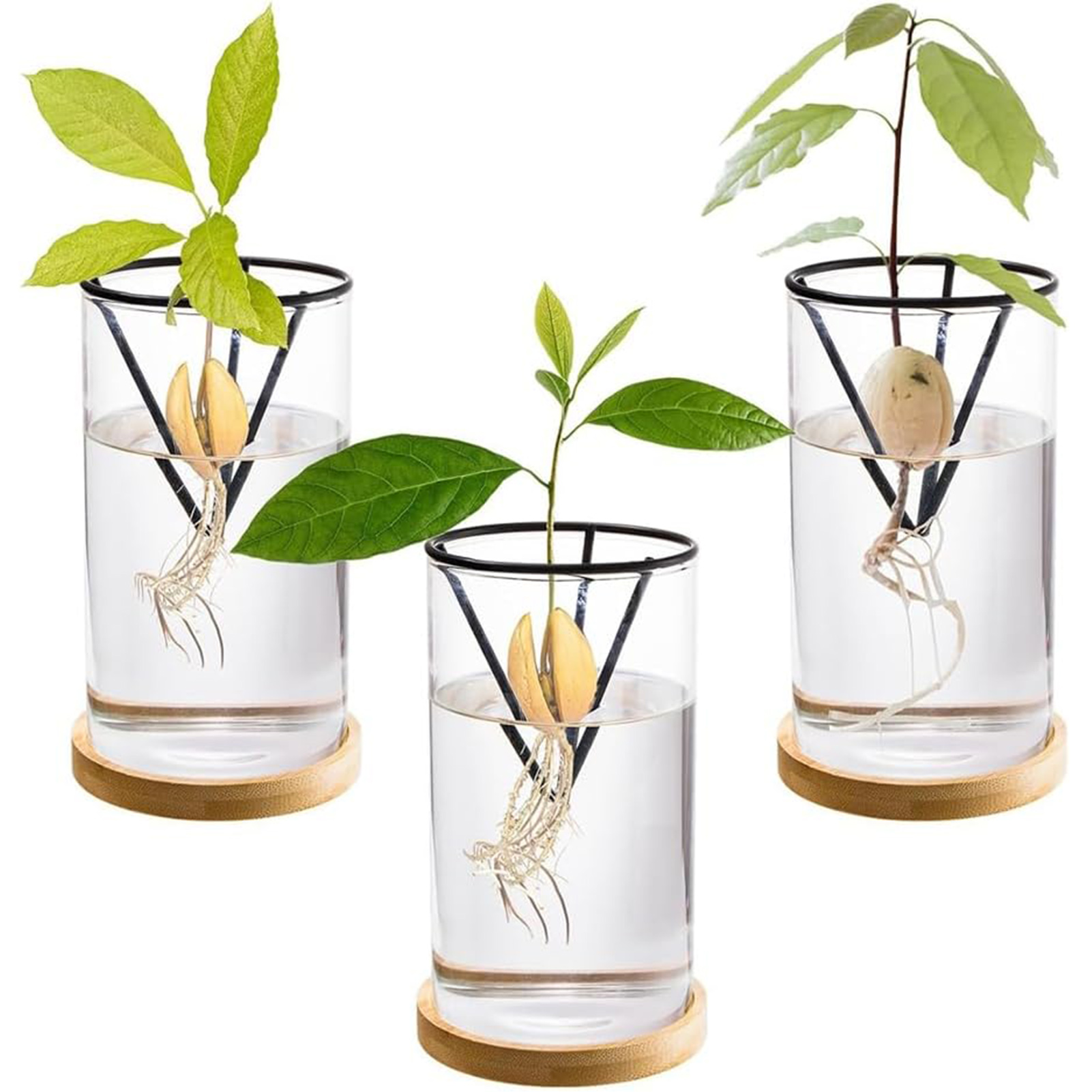 1Set Avocado Tree Growing Kits – Crystal Growing Kit Bewertung und Preis