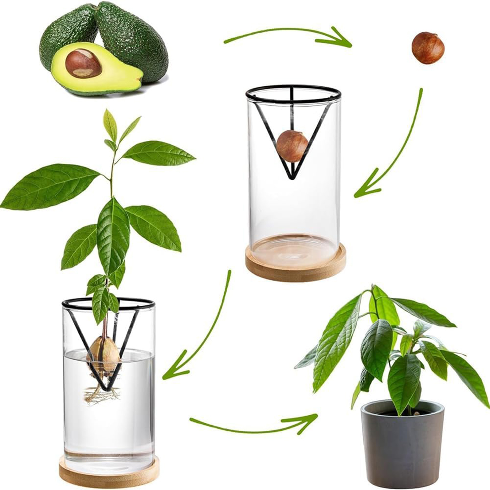 1Set Avocado Tree Growing Kits – Crystal Growing Kit Bewertung und Preis