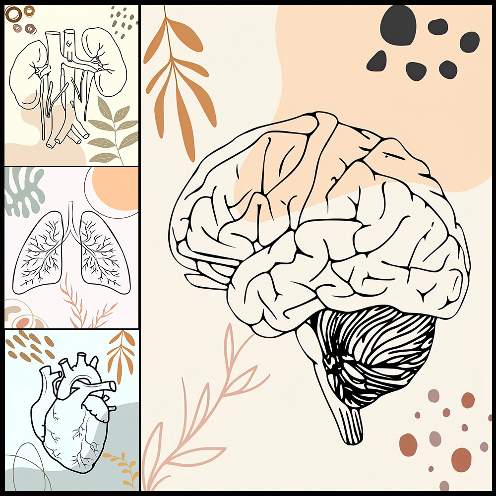 Human Anatomy Science Brain Nu – Science Nursery Bewertung und Preis