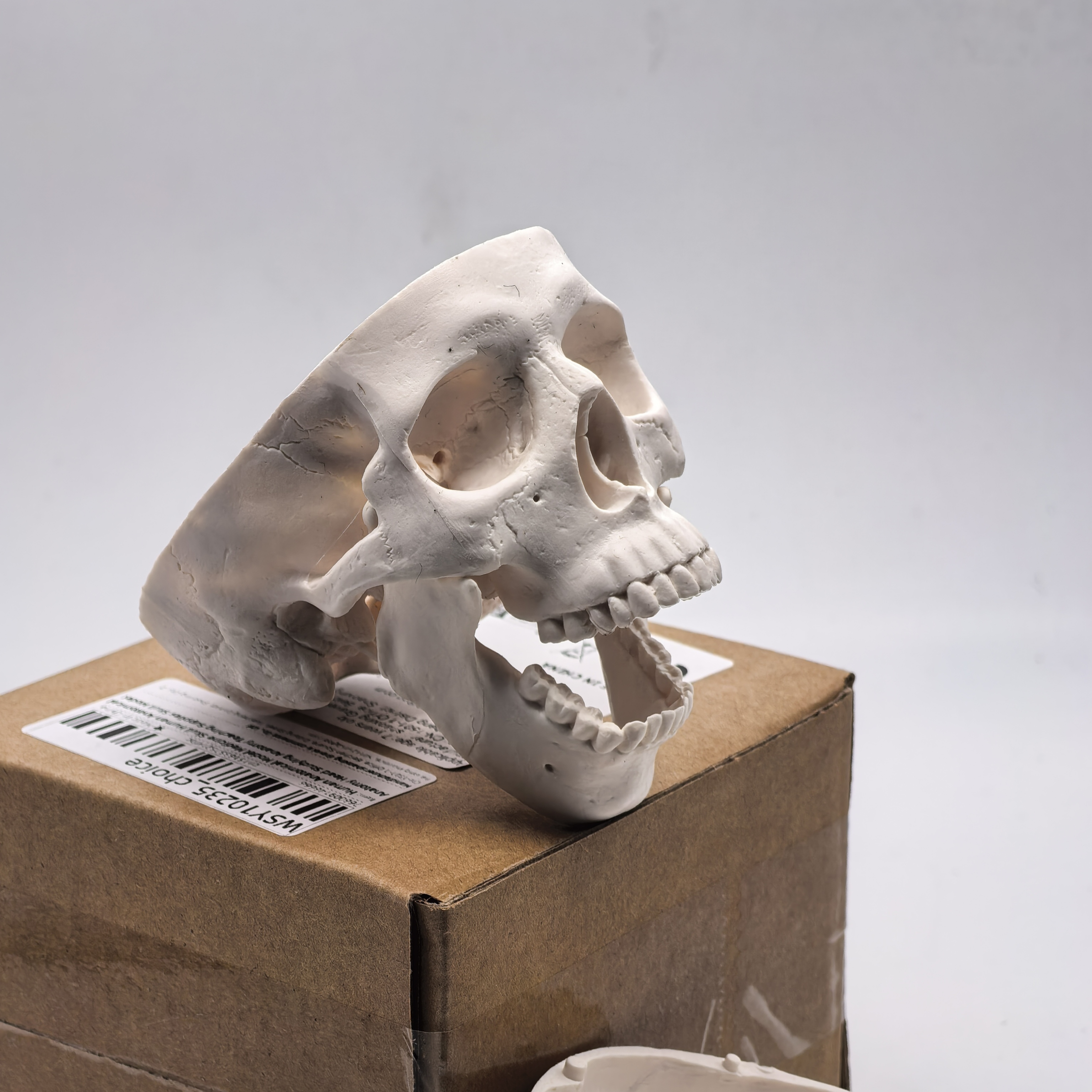 table Human Skull Model - Anat – Science For K1 Bewertung und Preis