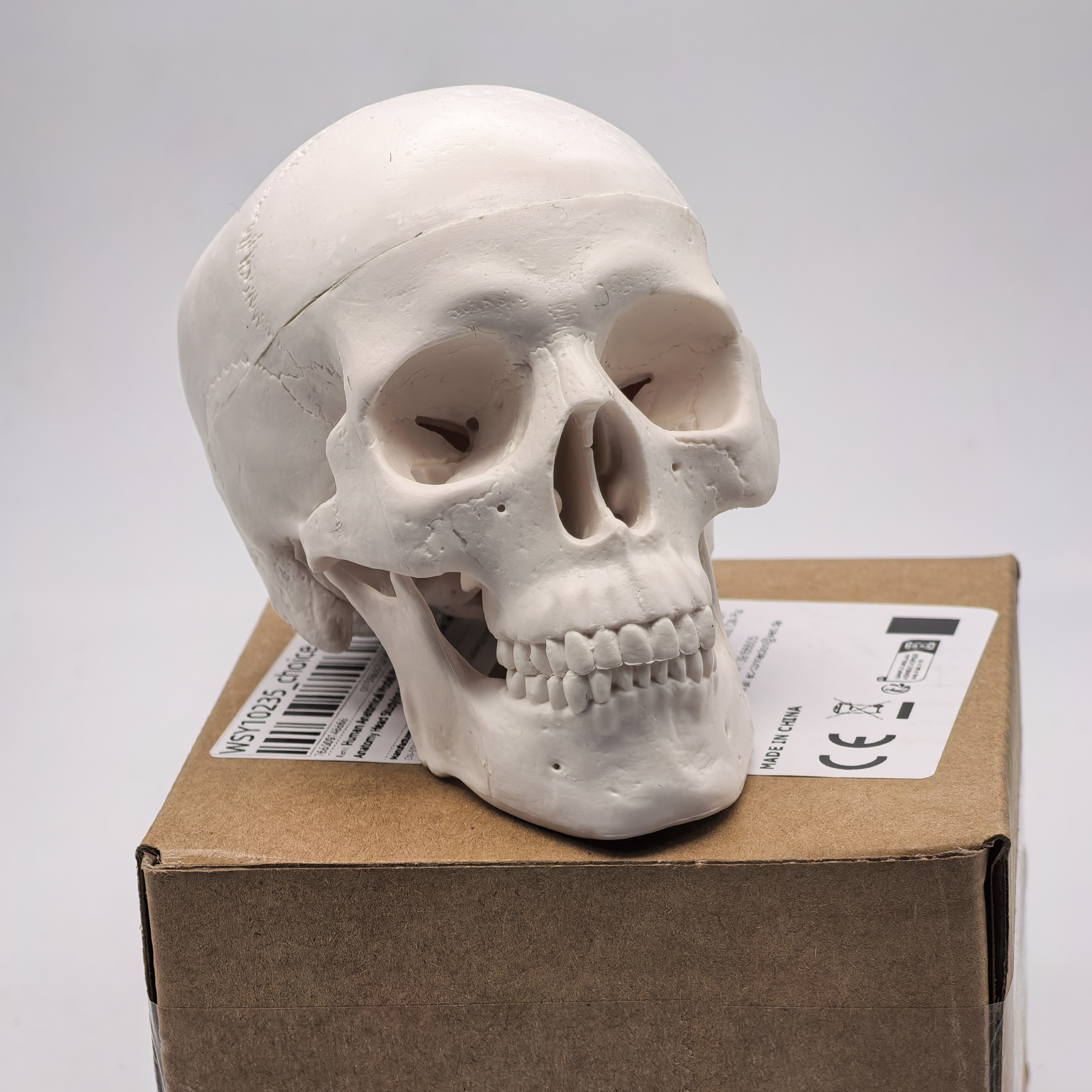 table Human Skull Model - Anat – Science For K1 Bewertung und Preis