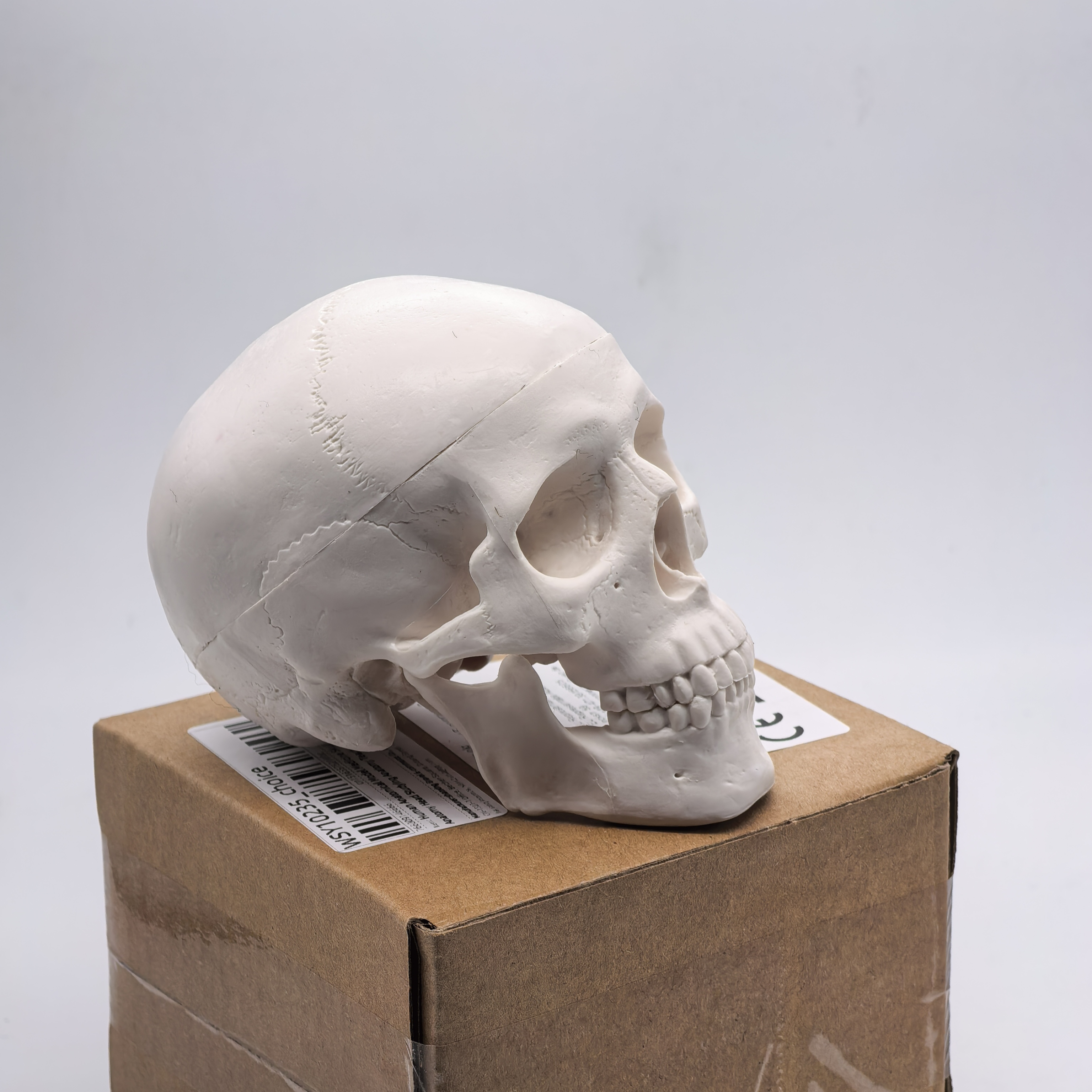 table Human Skull Model - Anat – Science For K1 Bewertung und Preis