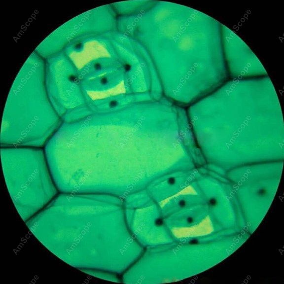 AmScope M148 Series Biological – Microscope Compound 40X Bewertung und Preis