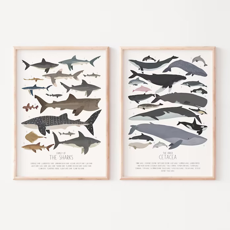 Deep-Sea Fish and Sharks Scien – Science Nursery Bewertung und Preis