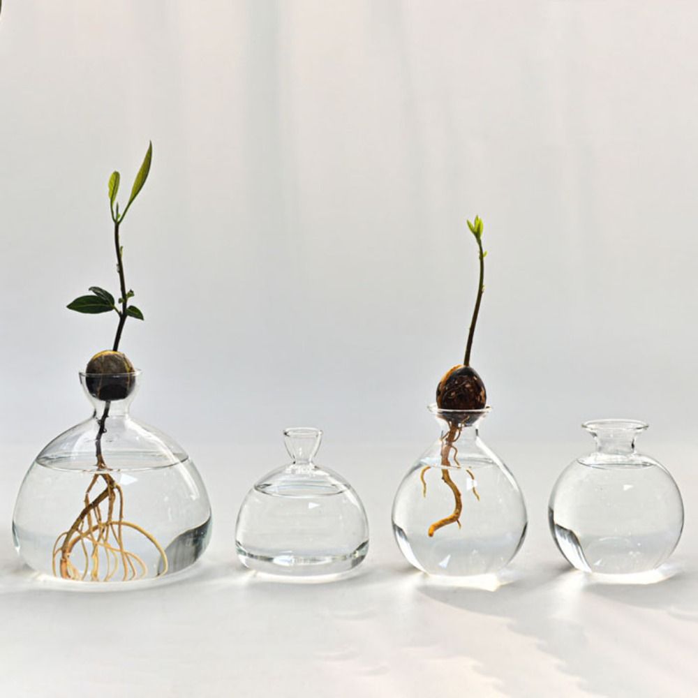 Transparent Avocado Hydroponic – Crystal Growing Kit Bewertung und Preis