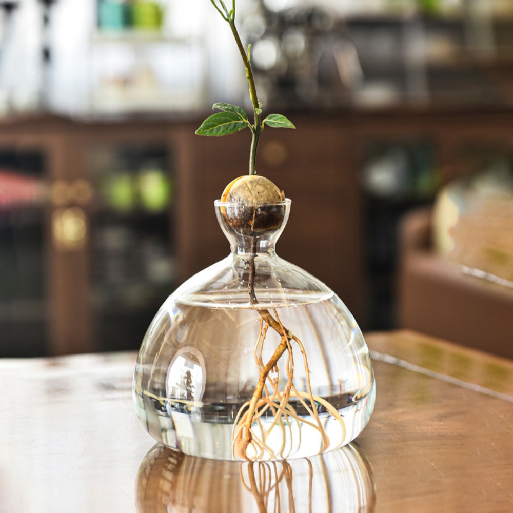 Transparent Avocado Hydroponic – Crystal Growing Kit Bewertung und Preis