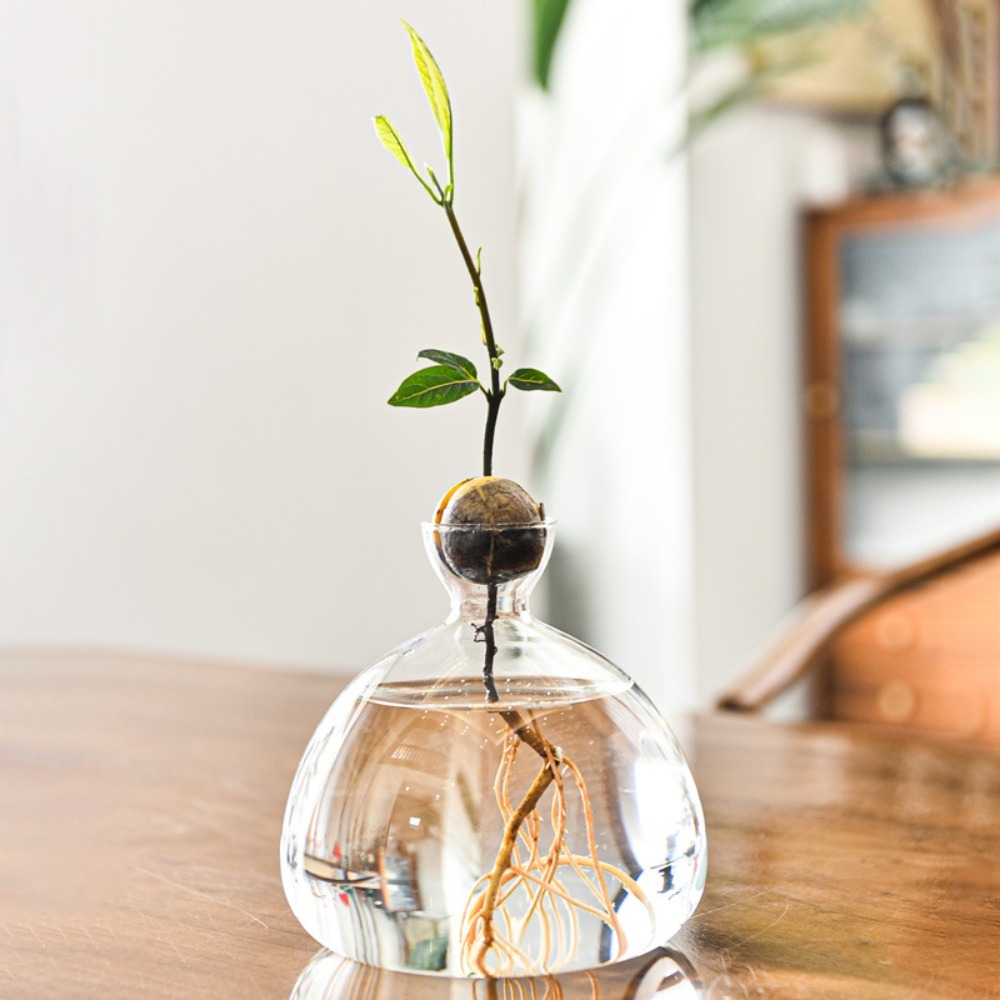 Transparent Avocado Hydroponic – Crystal Growing Kit Bewertung und Preis